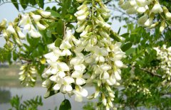 孕婦能吃槐花嗎？
