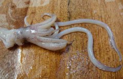 魷魚(yú)和什么相克？
