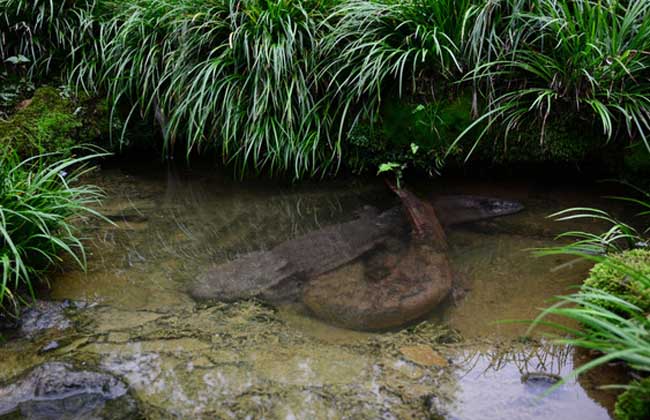 娃娃魚(yú)飼養(yǎng)管理技術(shù)