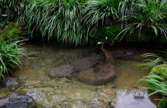 吃娃娃魚(yú)犯法嗎？