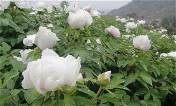 白芍種植技術(shù)、方法與主要步驟