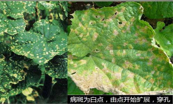 黃瓜細(xì)菌性角斑病