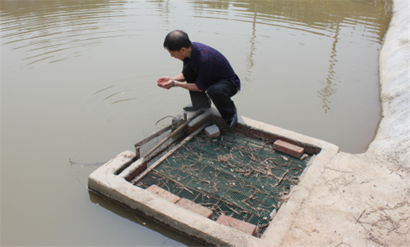 養(yǎng)魚水質(zhì)不好怎么辦