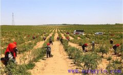 種植枸杞怎樣進(jìn)行土壤與施肥的管理？