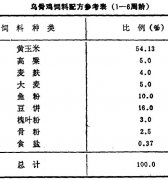 怎樣飼養(yǎng)商品烏骨雞？