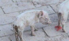 仔豬腹瀉怎么治療？哺乳仔豬飼養(yǎng)管理技術(shù)要點(diǎn)
