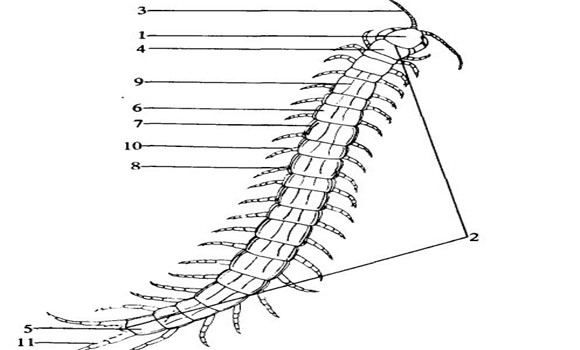 蜈蚣的外部形態(tài)