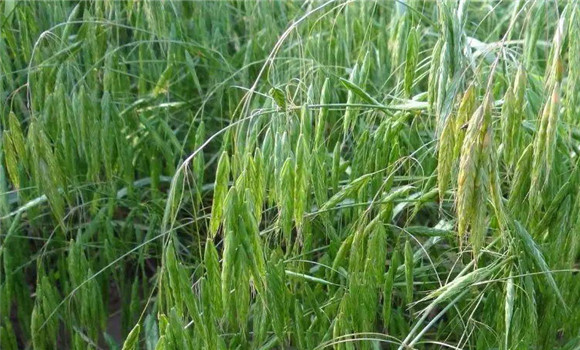 無芒雀麥栽培技術要點