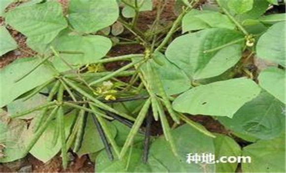 綠豆怎么種植能高產(chǎn)？