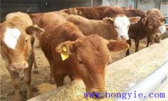 犢牛初乳期過后，如何做好補飼與斷乳？