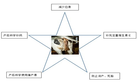 奶牛子宮內(nèi)膜炎