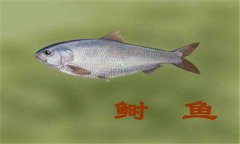 鰣魚(yú)多少錢一斤 鰣魚(yú)的食用方法