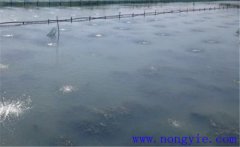 怎樣為魚塘增加氧氣，給魚塘增氧有幾種方法？