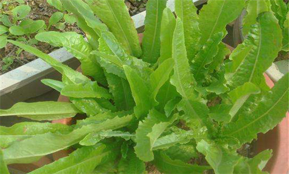 油麥菜的營養(yǎng)價(jià)值