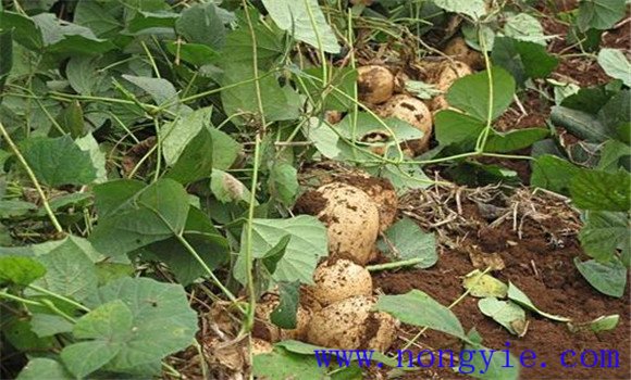 如何種植豆薯 豆薯栽培技術(shù)要點