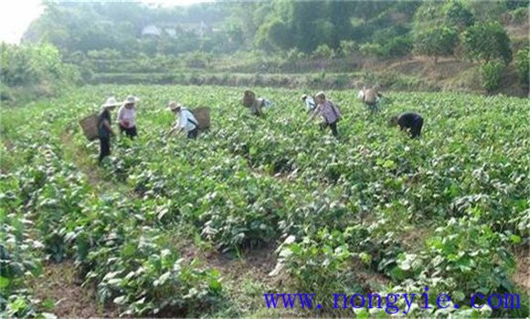 綠豆栽培管理技術(shù)要點