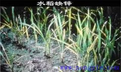 水稻缺鋅會(huì)導(dǎo)致僵苗，水稻缺鋅怎么辦？