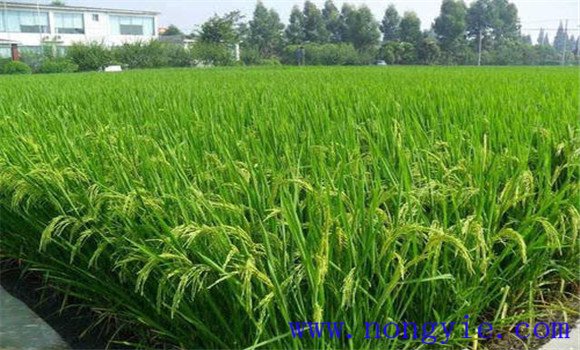 砷中毒可能致水稻穎殼張開、不灌漿