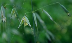 燕麥種植時間，燕麥什么時間種植