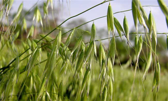 燕麥的栽培技術(shù)