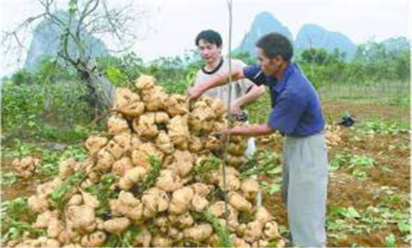 豆薯如何種植，豆薯種植與栽培技術(shù)