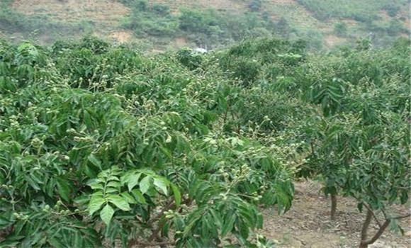 種植黃皮怎么管理？