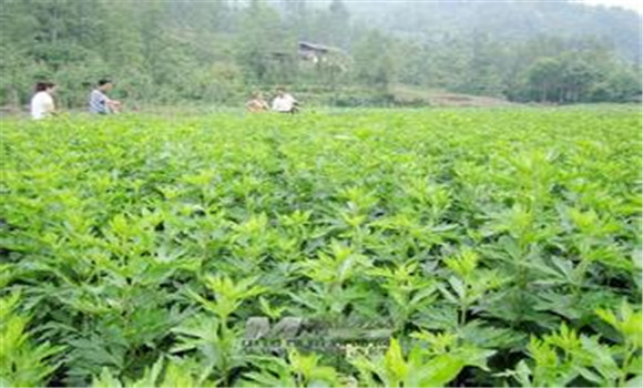 川烏種植與栽培技術