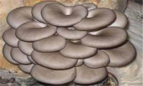 平菇種植對(duì)空氣、光照和土壤的要求