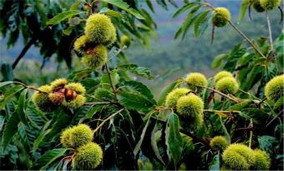 栗子樹(shù)的種植與修剪管理