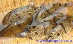 鱖魚的種類有哪些?常見(jiàn)的鱖魚的飼養(yǎng)方式簡(jiǎn)介