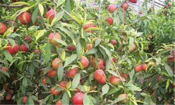 大棚種植桃樹(shù)怎么管理？