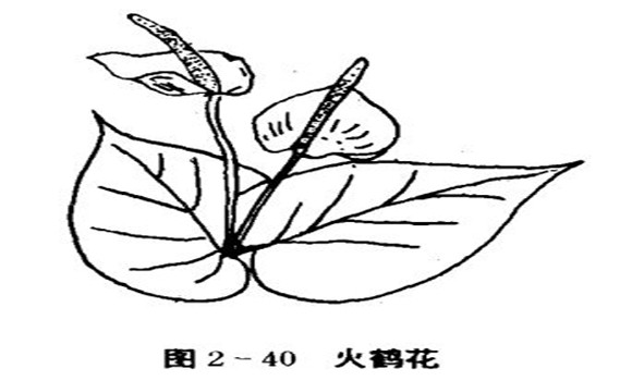 火鶴花怎么養(yǎng)，怎么養(yǎng)火鶴花效果好