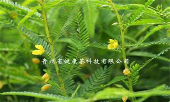 扁豆草栽培技術(shù)，它有何生長習性