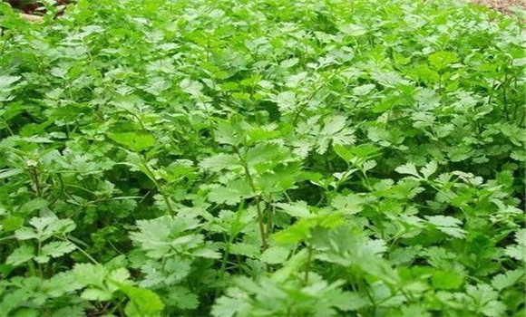 怎樣種芫荽，種芫荽的方法