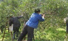 柑橘夏季修剪的方法及病蟲(chóng)害防治技術(shù)要求