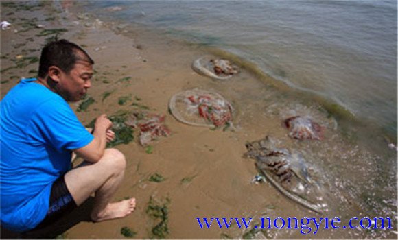 海蜇能蜇死人嗎，如何預(yù)防被蜇傷