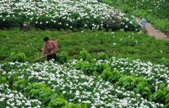 白芍種植技術(shù)、方法與主要步驟