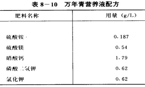 萬(wàn)年青