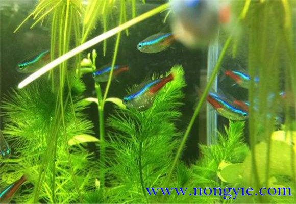 紅綠燈魚的壽命多長，紅綠燈魚養(yǎng)殖環(huán)境要求