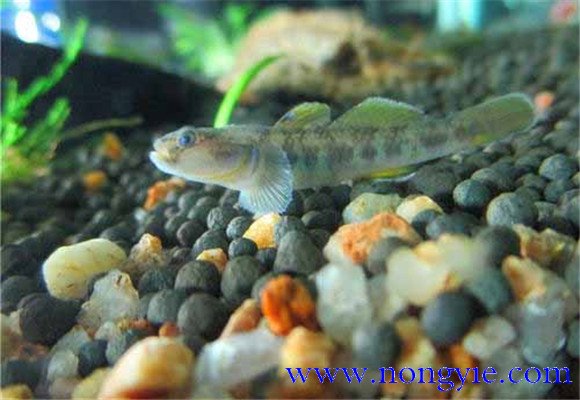 蝦虎魚(yú)吃什么食物