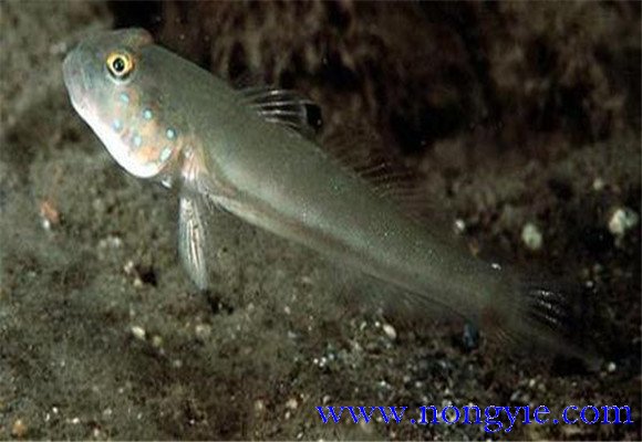 蝦虎魚(yú)的常見(jiàn)種類(lèi)