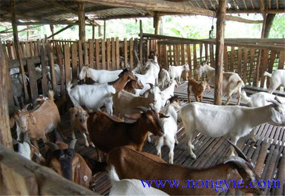 舍飼養(yǎng)羊的品種選擇，舍飼養(yǎng)羊技術(shù)要點