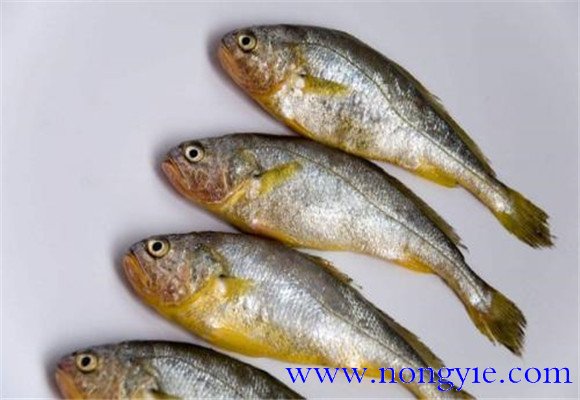 黃花魚(yú)是不是海魚(yú)？