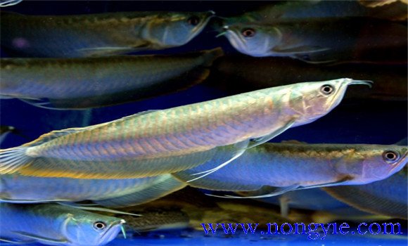 銀龍魚能長多大？