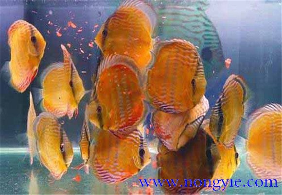 神仙魚飼養(yǎng)環(huán)境要求