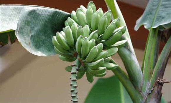 香蕉分類(lèi)