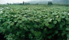 苧麻種植技術(shù)，冬季怎樣培育苧麻