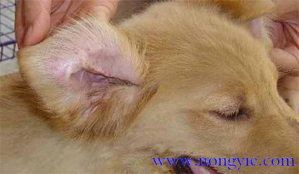 犬瘟熱傳染人嗎？