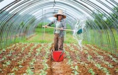 菜豆栽培時間與技術(shù)要點、病蟲害防治