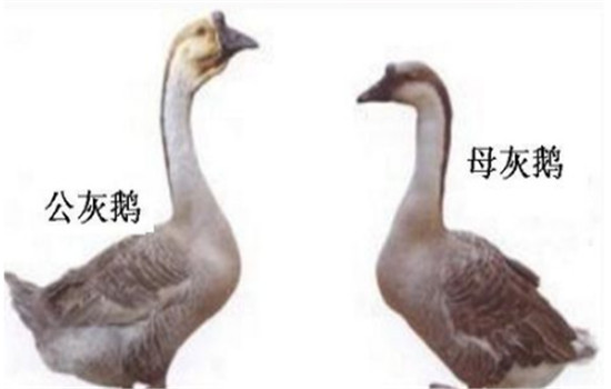 公、母鵝的配偶